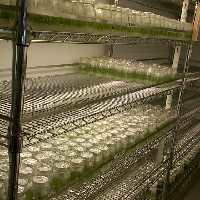 Having adjustable wire shelving is great help for your greenhouse ...