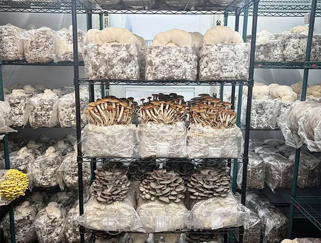 Customization 6 tiers green mushroom growing indoors shelving racks (2)