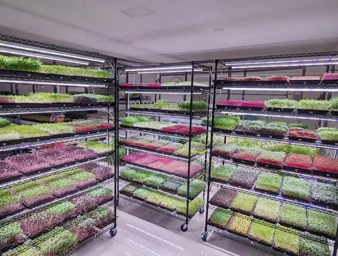 Indoor Seed Starting Rack System 6 Tiers Chrome Wire Shelving Cart for Microgreen Farm (2)