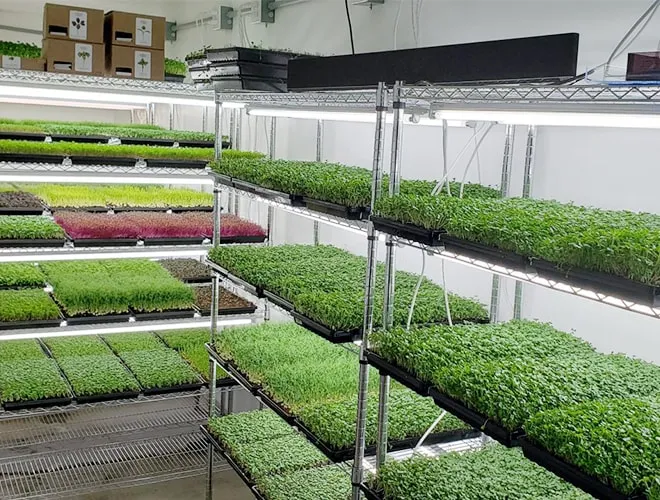 Indoor Seed Starting Rack System 6 Tiers Chrome Wire Shelving Cart for Microgreen Farm (4)